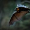 Kalon australsky - Pteropus poliocephalus - Gray-headed Flying Fox 0202